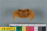 藏品(方形大額蟹)的圖片